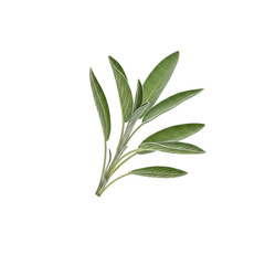 Obraz premium A sprig of sage with several green leaves arranged on a transparent background isolated shot