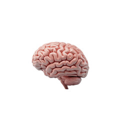3d rendered illustration of a human brain isolated on transparent background