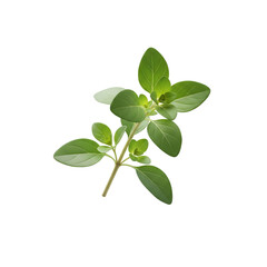 Minimalist marjoram sprig, green leaves