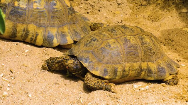 Close up of a land turtle eating veggies in sand on a sunny day and moving his head