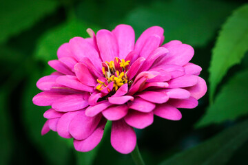 Obraz premium Vibrant Pink Flower with Yellow Stamen against Lush Green Background