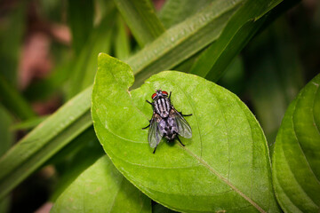 Close-up of a Fly Sitting on a Green Leaf in Natural Environment