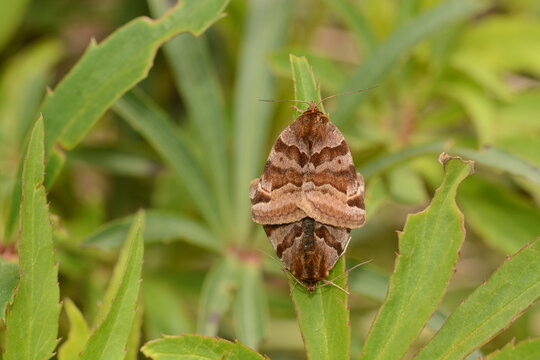 Euclidia glyphica | Doublure jaune 