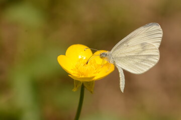Leptidea real | Piéride de Réali