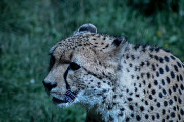 „Ein Gepard mit intensivem Blick steht im Gras, elegant und voller Anmut.“
„A cheetah with an...