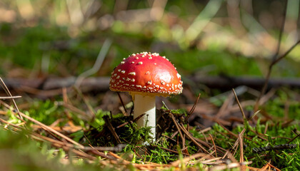 Close up of red and white spotted mushroom growing in forest ground