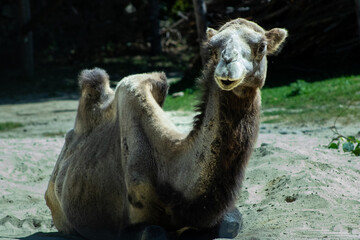 Kamel im Profile im Gehege.''
Camel in profile in an  enclosure.''