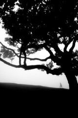 Fanal Forest Madera © Zbigniew