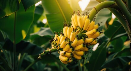 Golden Hour Sunlight Illuminating a Ripe Banana Bunch in a Lush Tropical Grove