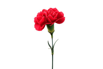 Fototapeta premium Vibrant Red Carnation Flower with Green Stem isolated on white transparent background