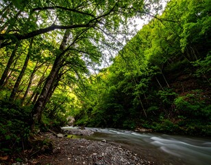 Obraz premium Lush forest river gorge