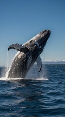 Fototapeta premium Whale Behavior Ocean