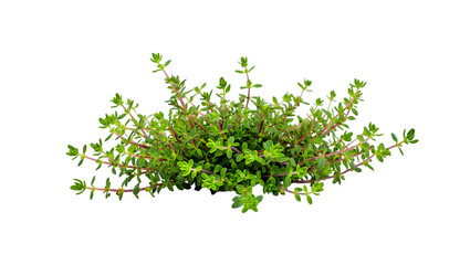 Lush Green Thyme Plant, Vibrant Sprigs, Isolated on Black Background, Culinary Herb, Creeper Plant, Fresh, Aromatic.