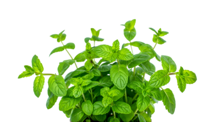 Vibrant Green Mint Plant: Lush, Fresh Sprigs Isolated on Black Background