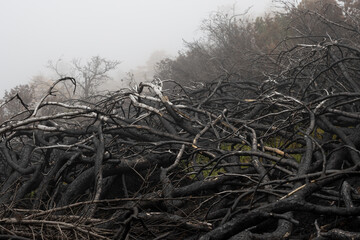 Charred branches of burnt dwarf pines after a forest fire. The consequence of a wildfire in a forest in the mountains. Environmental disaster. Charred burnt trees and bushes in the fog. Foggy weather.