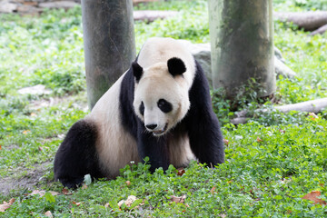 Fototapeta premium Male Panda Returned from USA, TaiShan, Shenshuping, China