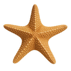 Starfish in natural texture on white background  