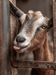 Fototapeta premium Goat enjoying condensation on a warm day in a cozy barn setting while playfully licking through the wooden fence
