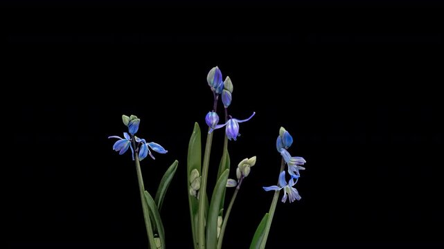 Beautiful blue flowers snowdrops Scilla bifolia alpine squill, two-leaf squill on black background. Vertical time lapse video. Springtime.