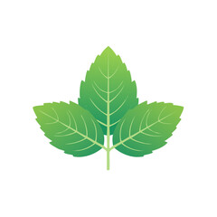 Isolated mint sprig featuring three green leaves with visible veins on white