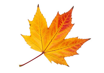 Obraz premium A vibrant autumn maple leaf displays a striking contrast of warm orange and yellow hues against a dark background.