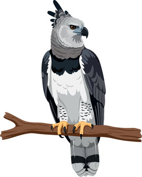 Harpy Eagle (Harpia harpyja) Vector Illustration &ndash; Amazon Rainforest Apex Predator, Neotropical Raptor, Transparent Background