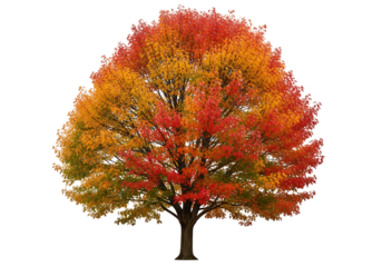 Autumnal splendor fills a magnificent tree against a dark backdrop.