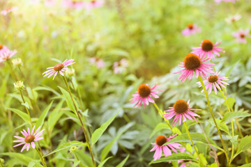 Beautiful pink Echinacea flowers blooming outdoors, closeup