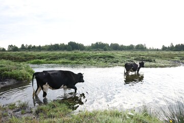 Beautiful cows crossing stream on sunny day