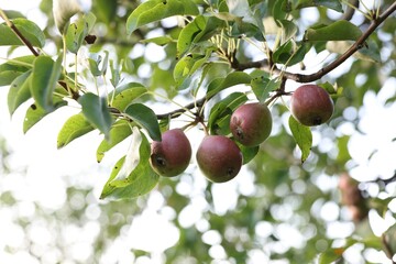 Pear tree branch with fruits in garden, closeup