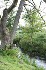 Green grass and trees growing alongside river in countryside