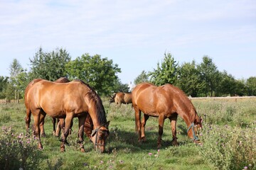 Beautiful horses grazing in meadow on sunny day