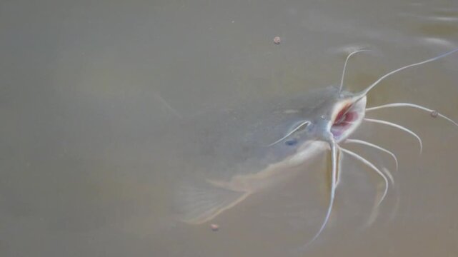 clarias gariepinus also known as the african sharptooth catfish is a hardy freshwater species valued for aquaculture fast growth adaptability and food production