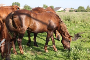 Obraz premium Beautiful horses grazing in meadow on sunny day