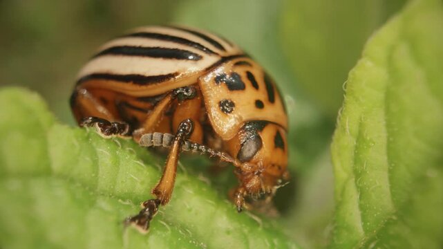  Close-up of a Colorado potato beetle (Leptinotarsa decemlineata) on potato foliage in its natural habitat.