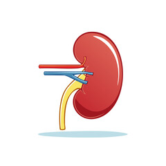 Human Kidney Anatomy Illustration with Renal Artery Vein and Ureter Medical Diagram