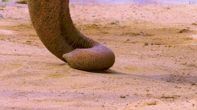 Close up of an elephant trunk moving around sand on the ground on a sunny day