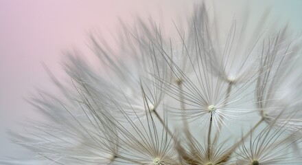 Pastel Dandelion Detail: Soft lighting enhances the ethereal nature of seed structures. Perfect for branding, website backgrounds, and delicate design elements.