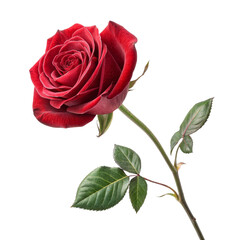 Single Red Rose Stem, Isolated on Transparent Background, Floral Design Element, Botanical Illustration, Rose, Flower, Plant