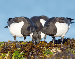Brant or Brent geese (Branta bernicla) feeding on seaweed. AI
