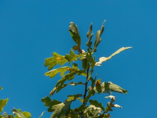 branch of Caucasian oak with green leaves slightly damaged by insects and an acorn against blue sky on a cloudless day in late August