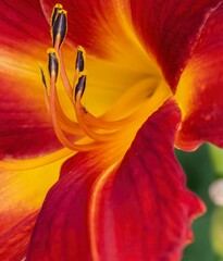 ant walking up part of flower towards pollen