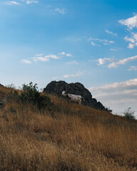 Obraz premium A white cow is standing on a hillside in a field. The sky is clear and blue, and the sun is shining brightly. The cow appears to be enjoying the warm weather and the beautiful scenery