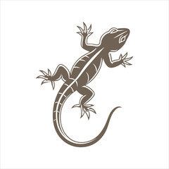 lizard isolated on white