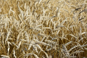 a background of Golden Wheat Field in Sunlight