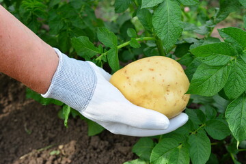 Hand in white glove holding a freshly harvested potato amidst lush green foliage