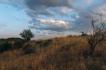 Fototapeta premium A field of dry grass with a tree in the foreground. The sky is cloudy and the sun is setting