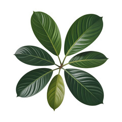 green leaves isolated on white background