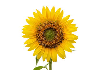 Fototapeta premium A vibrant sunflower head, bright yellow petals, and a dark brown center, captured against a stark black background.