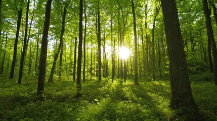 Obraz premium Sunlight Filters Through Lush Green Forest Trees Creating A Serene Natural Landscape View